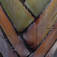 Palme 60x90 cm