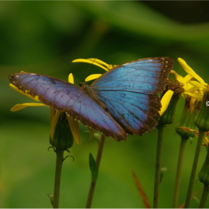 Himmelsfalter (Morpho peleides) Teneriffa 2018