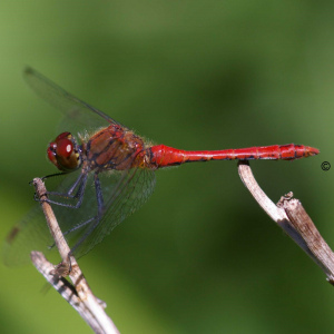 Libelle (Blutrote Heidelibelle) Bamberg 2007