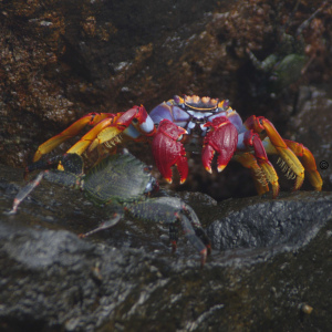 Rote Felsenkrabbe (Puerto de la Cruz) Teneriffa 2018