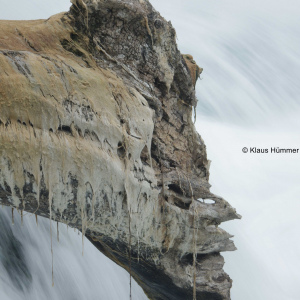 Baum (Rheinfall) Schaffhausen 2019