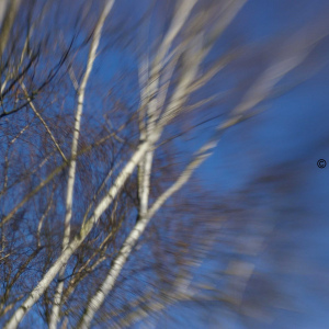 Birken (Lensbaby) Fränkische Schweiz 2012