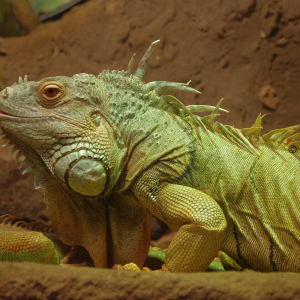 Leguan (Zoo) Osnabrück 2013